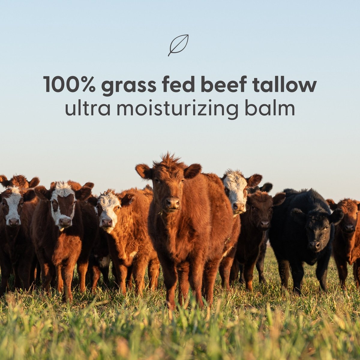 Beef Tallow Balm - Scented